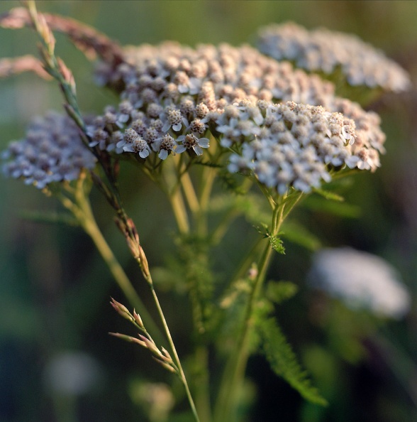 Town Branch Trail - 02 - Flower.jpg